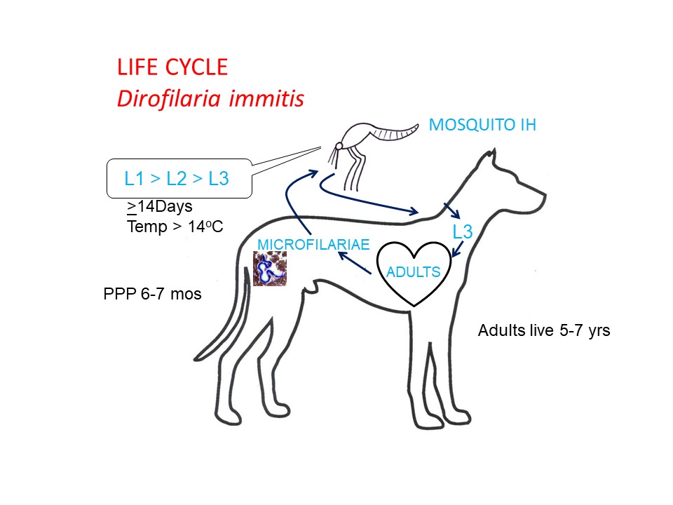 dirofilaria immitis