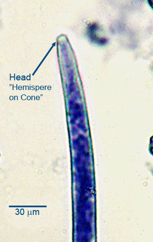 dirofilaria-microfil-head-2021.jpg