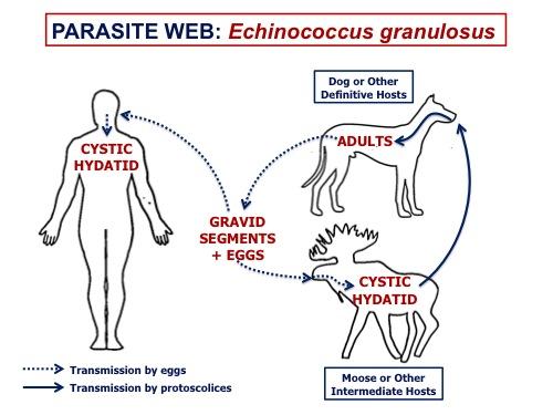 e-gran-parasite-web.jpg