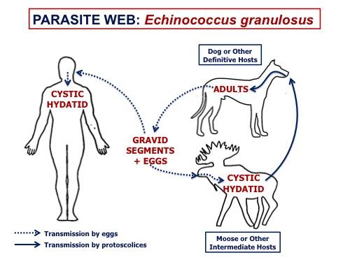 Echinococcus 2024 treatment dogs