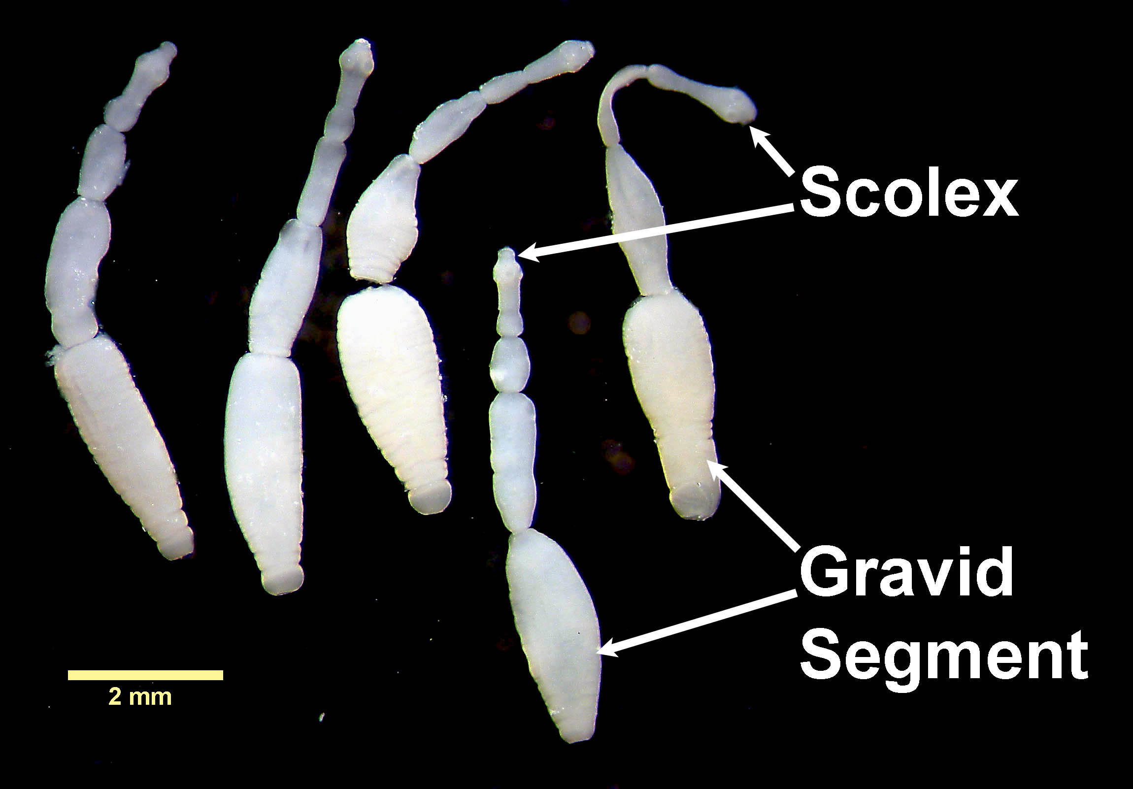 echinococcus-canadensis-learn-about-parasites-western-college-of