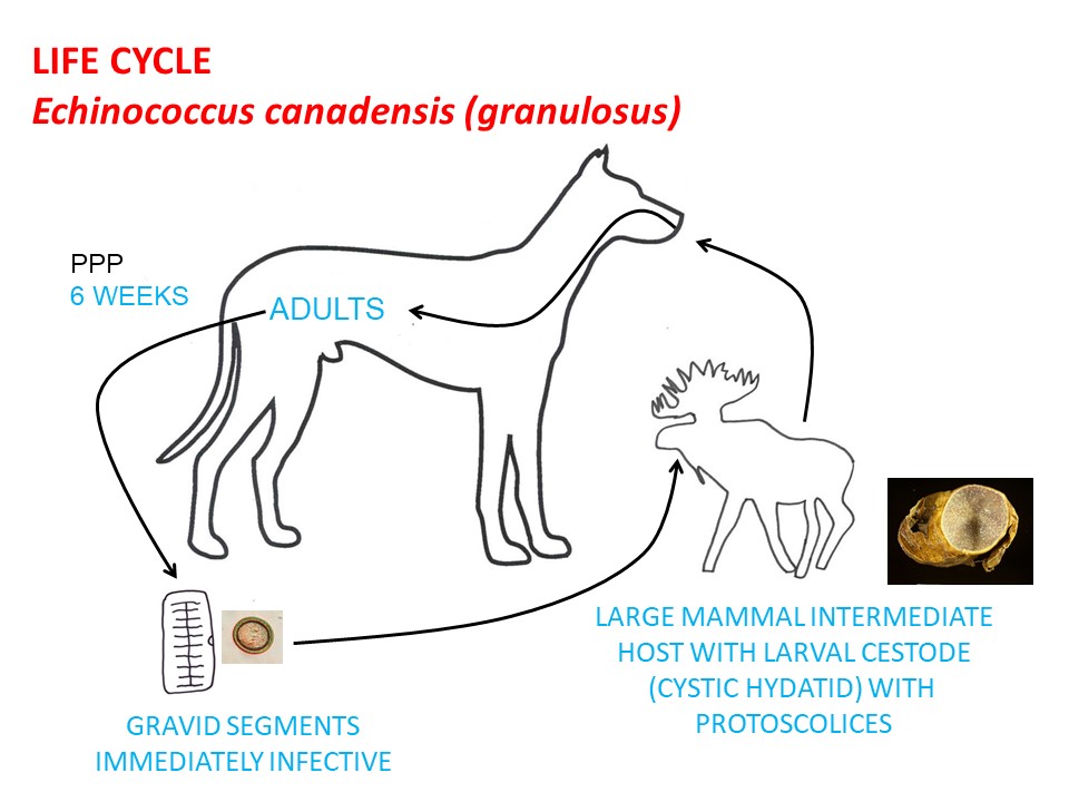 Hydatid tapeworm treatment store dogs