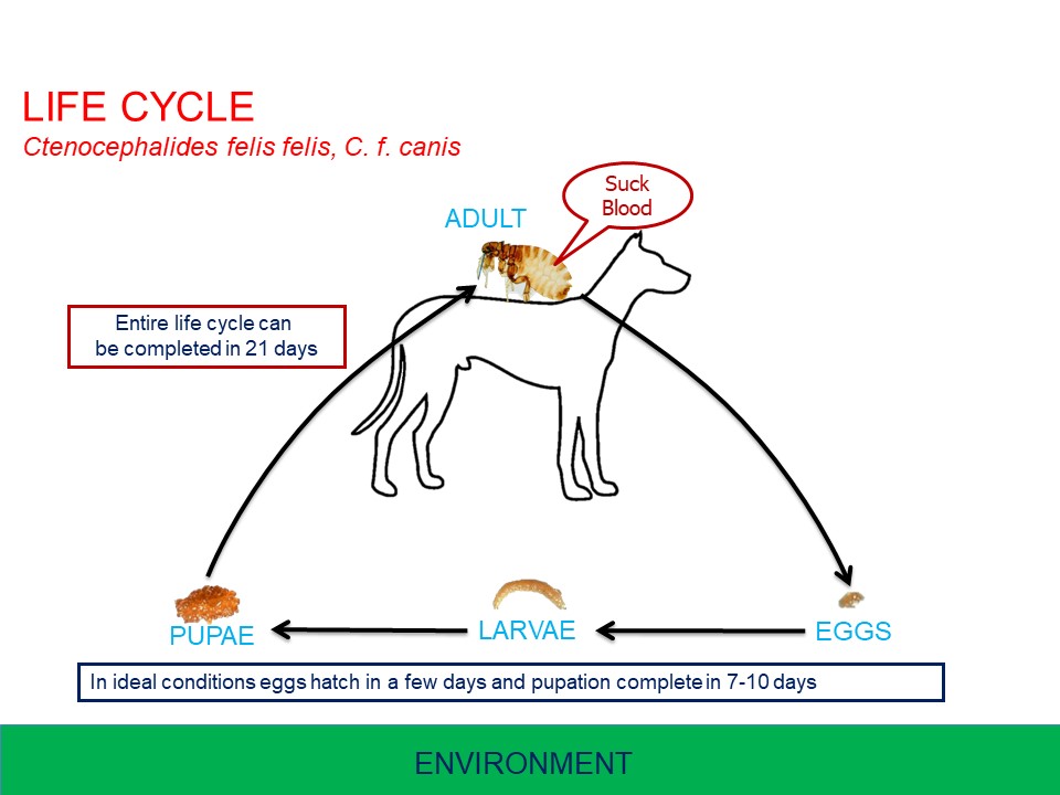 ctenocephalides canis vs felis