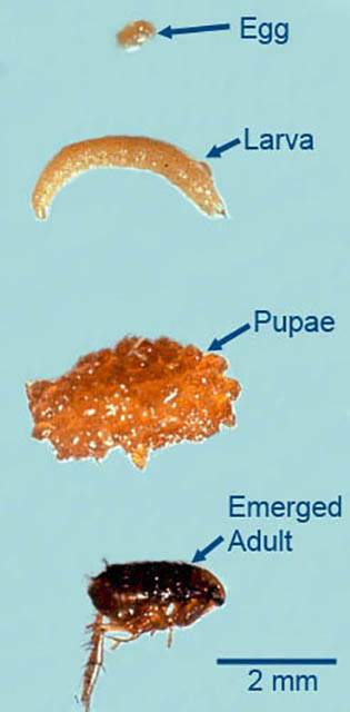 stages of fleas life cycle