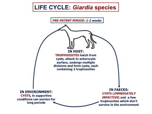 how do you treat giardia in puppies