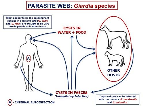 can giardia cause cyclic diarrhea in dogs