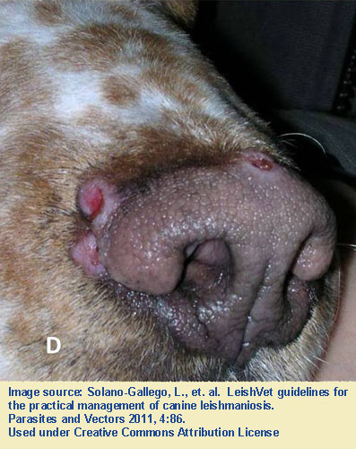 Leishmaniosis Symptoms