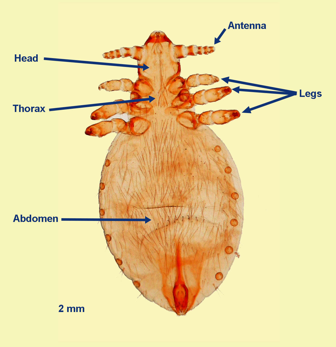 can dogs get pubic lice