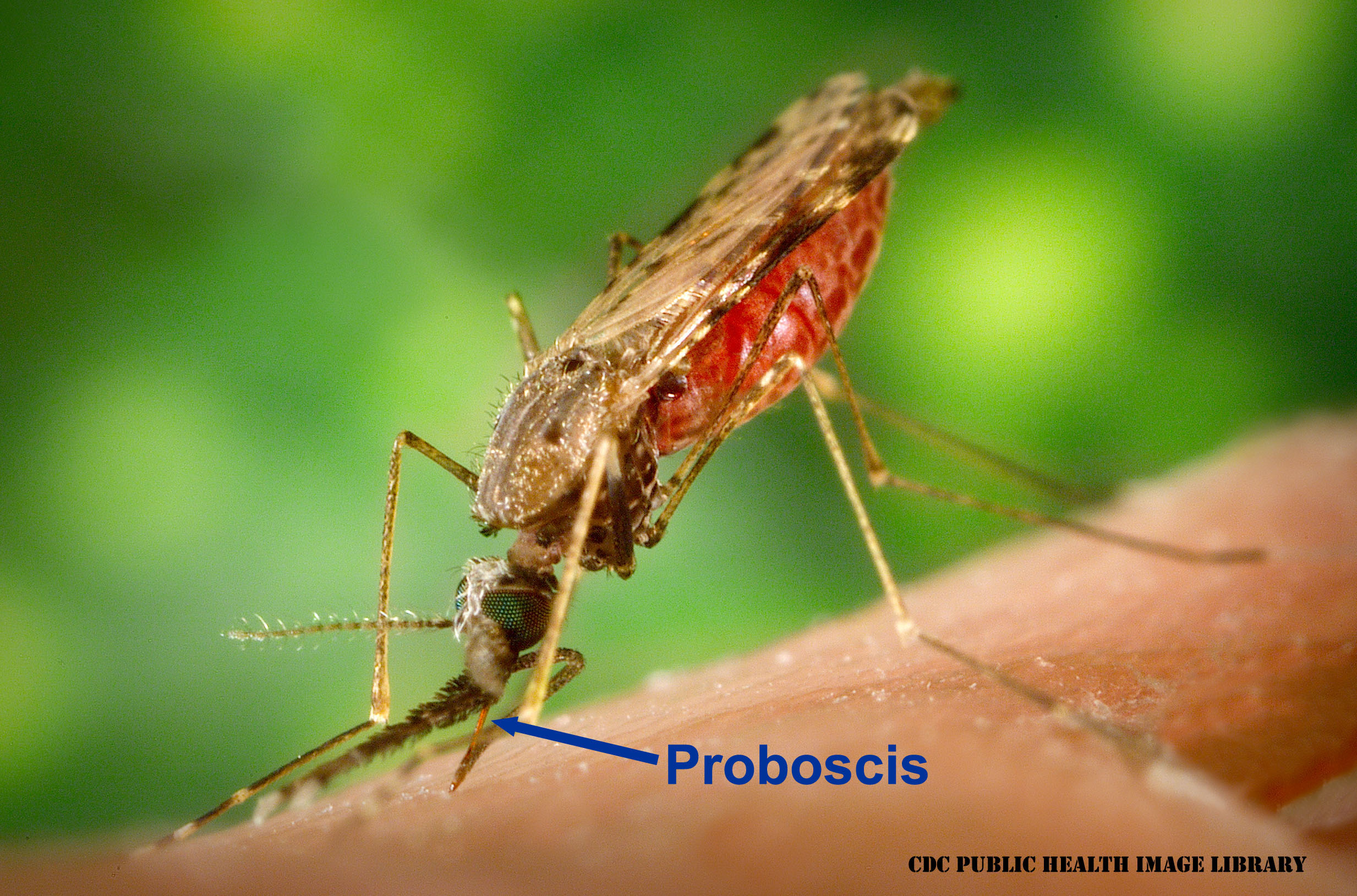 mosquito-cdc-ih-2021.jpg