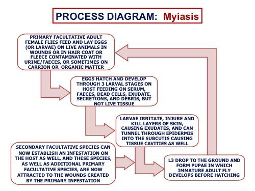 myiasis-process-diagram.jpg