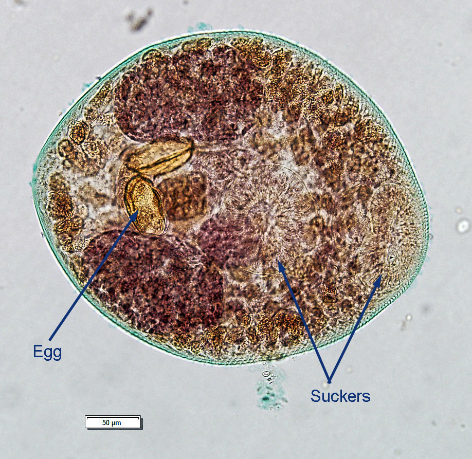 nanophyetes-adult-2021.jpg