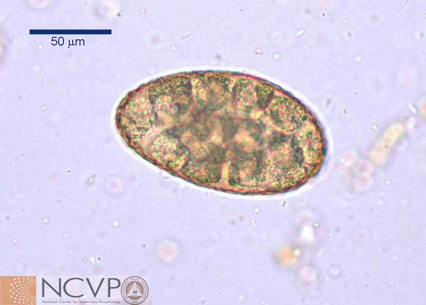 nanophyetes-egg-ncvp-2021.jpg