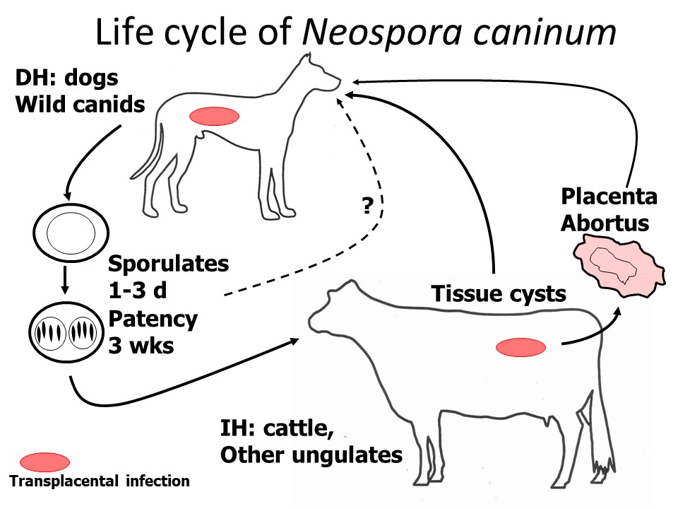 Neospora Caninum Life Cycle