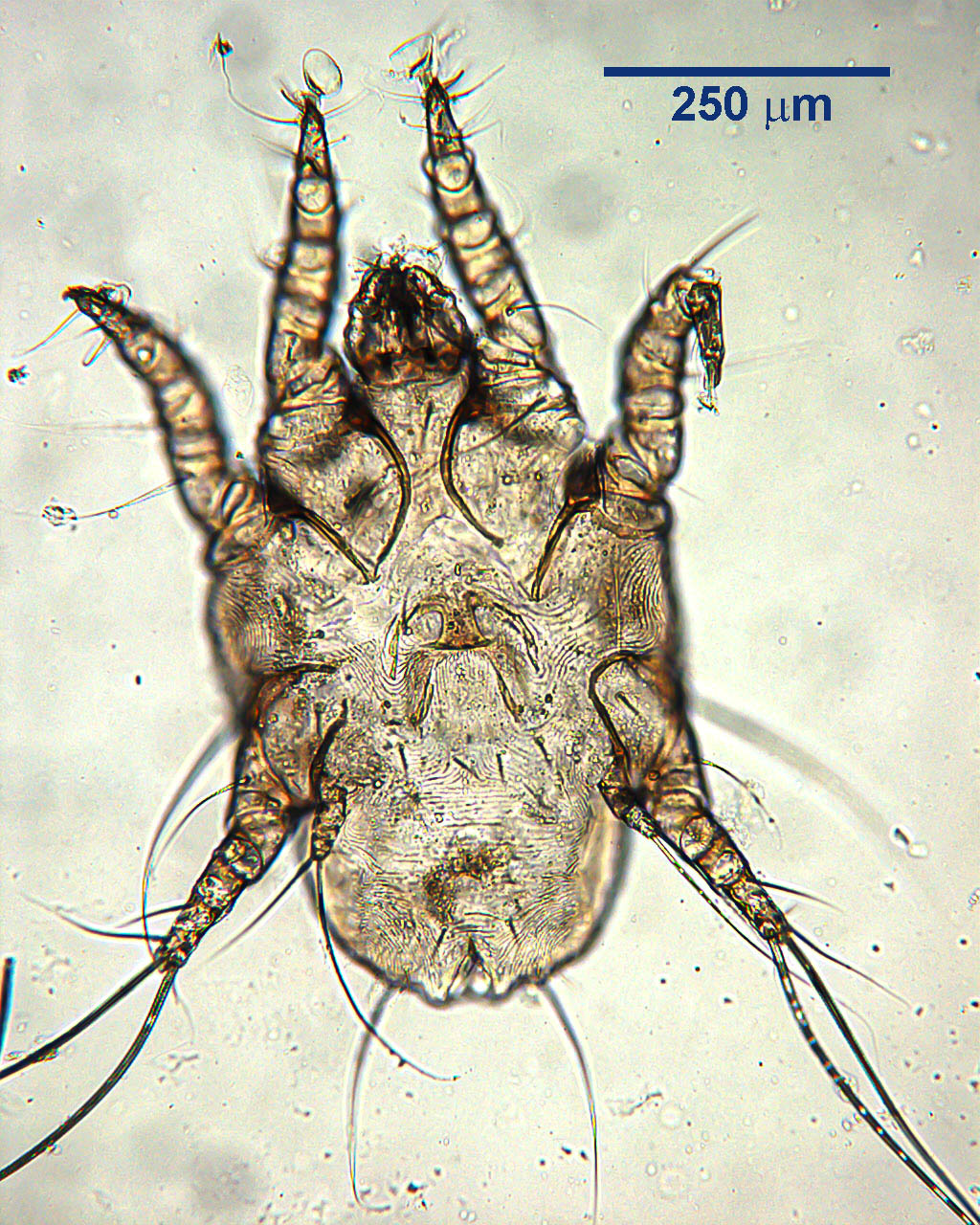 otodectes-female-2021.jpg