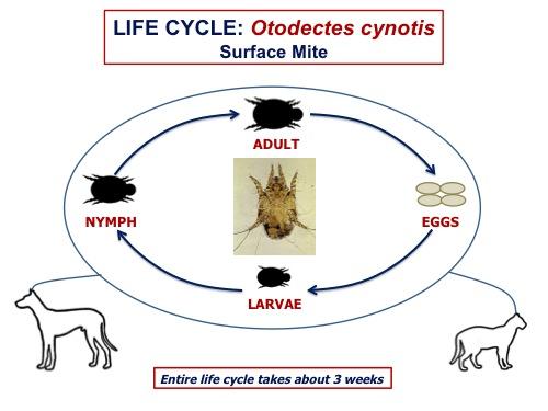 are ear mites contagious to other dogs