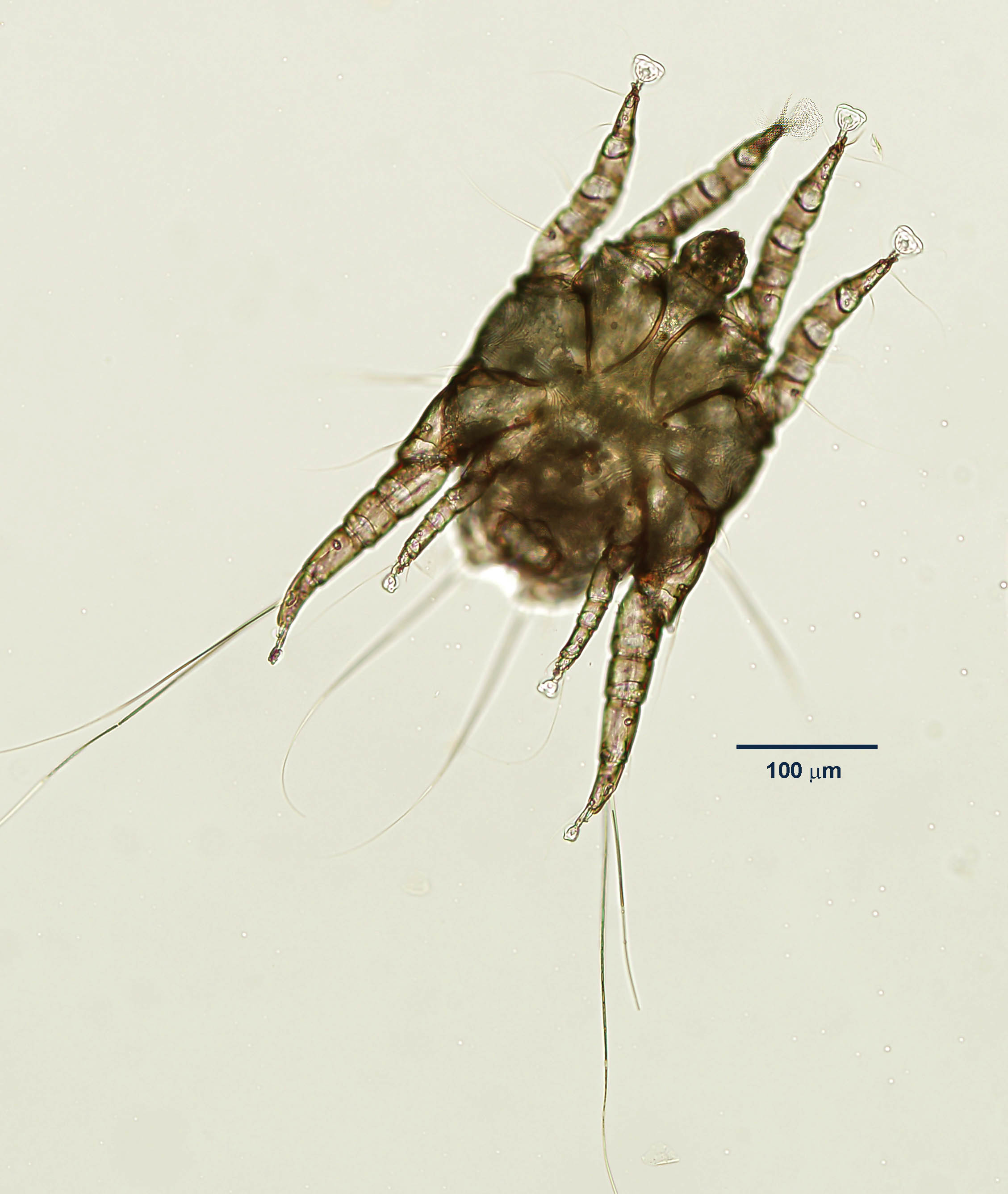 otodectes-male-2021.jpg