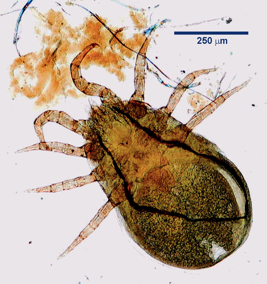 what are nasal mites in dogs