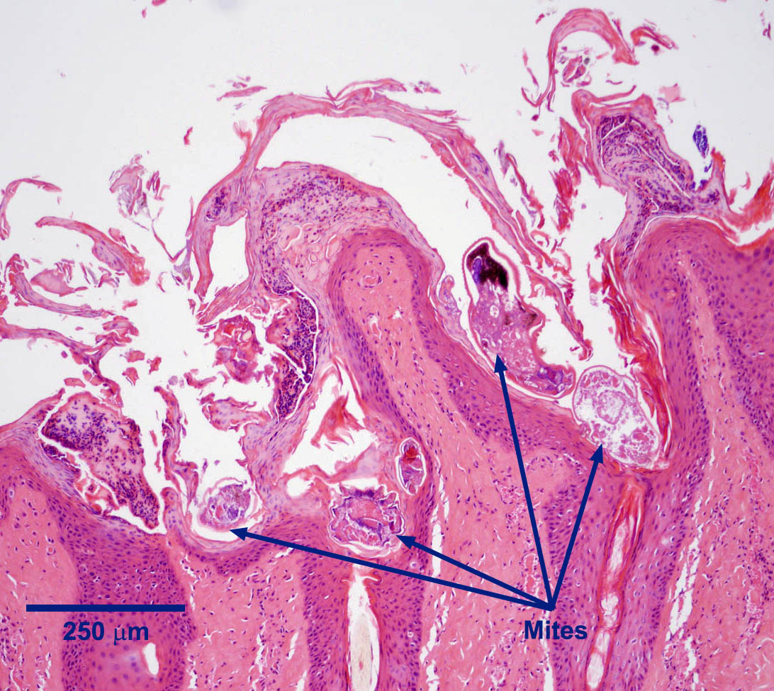 sarcoptes-histo-2021.jpg