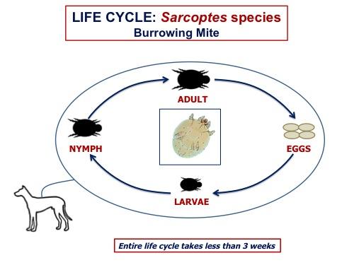 sarcoptic mites