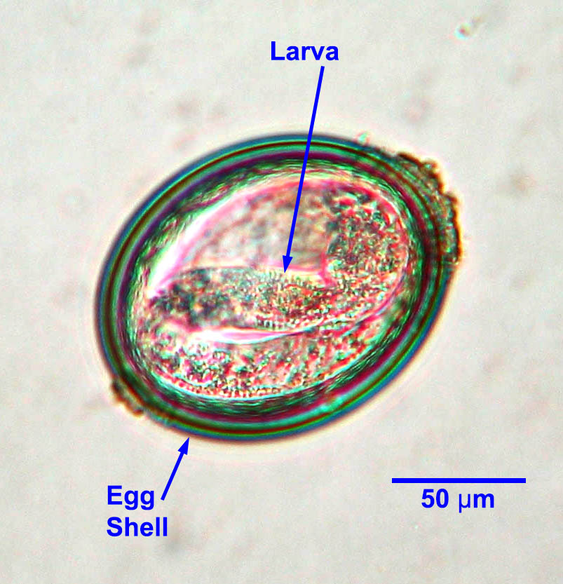 t-leonina-larvated-2021.jpg