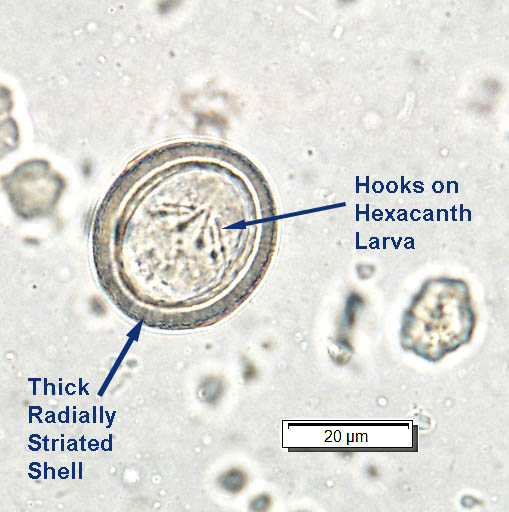 Echinococcus multilocularis treatment in dogs sale