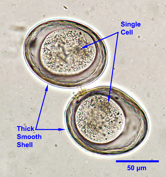 toxocara cati adult