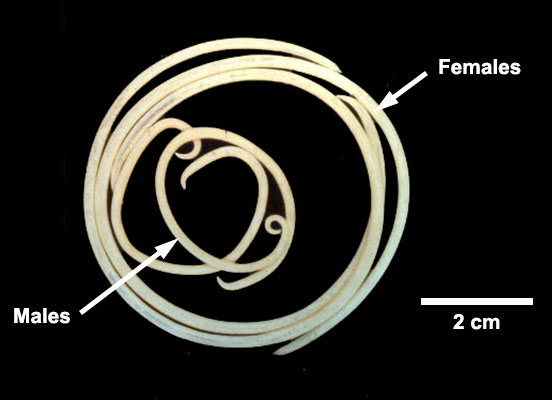 toxocara cati adult