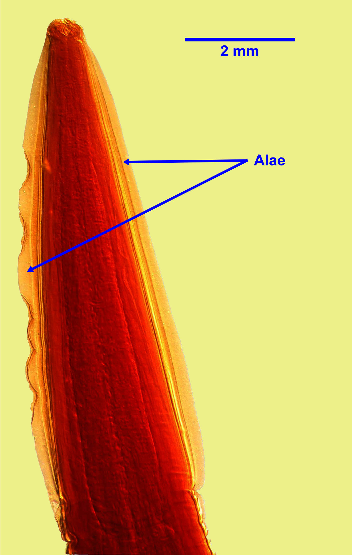 Toxascaris Leonina Eggs