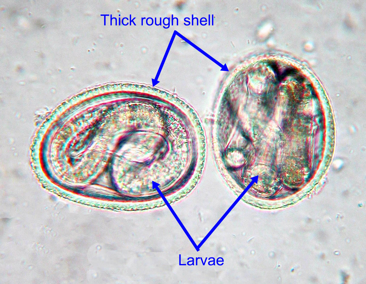 toxocara cati adult