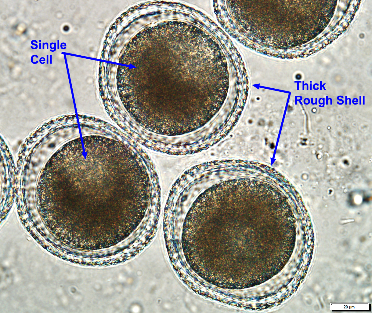 toxocara cati adult