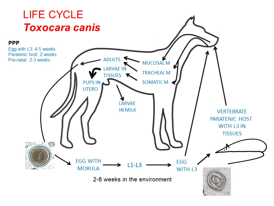 what is the life cycle of roundworms in dogs