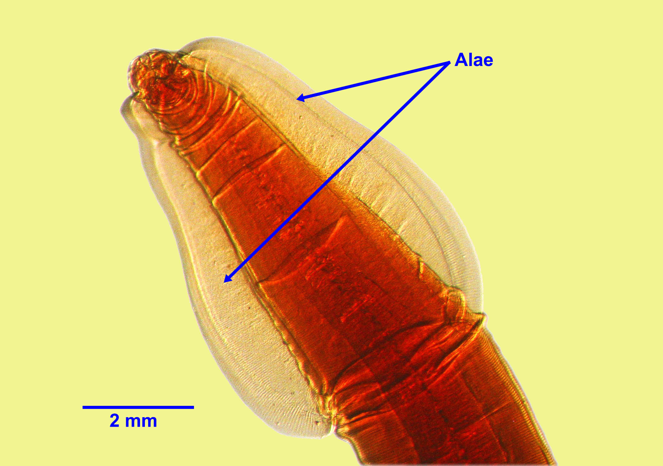 toxocara cati adult