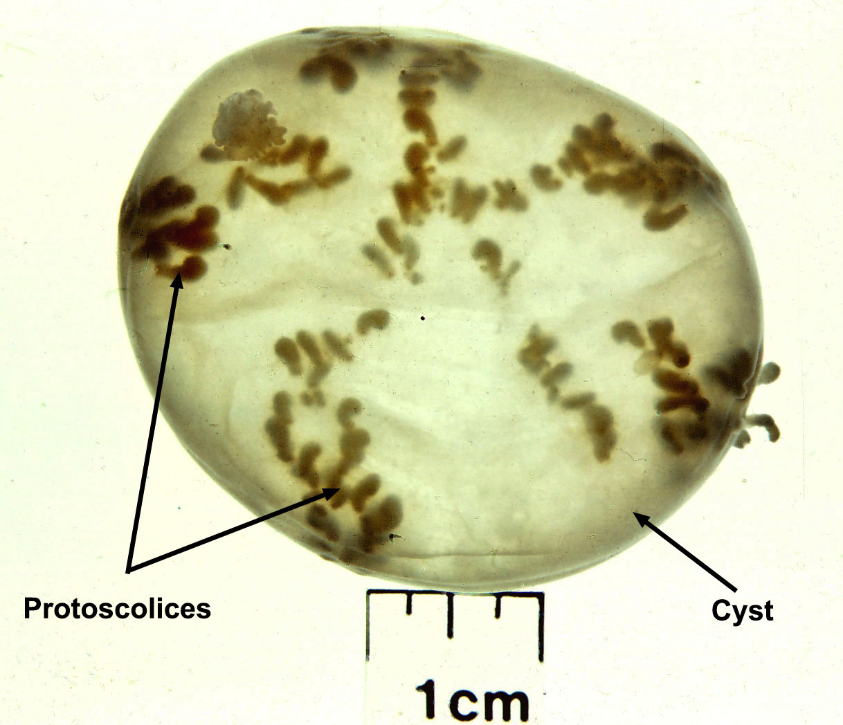 coenurus-scan-2021.jpg