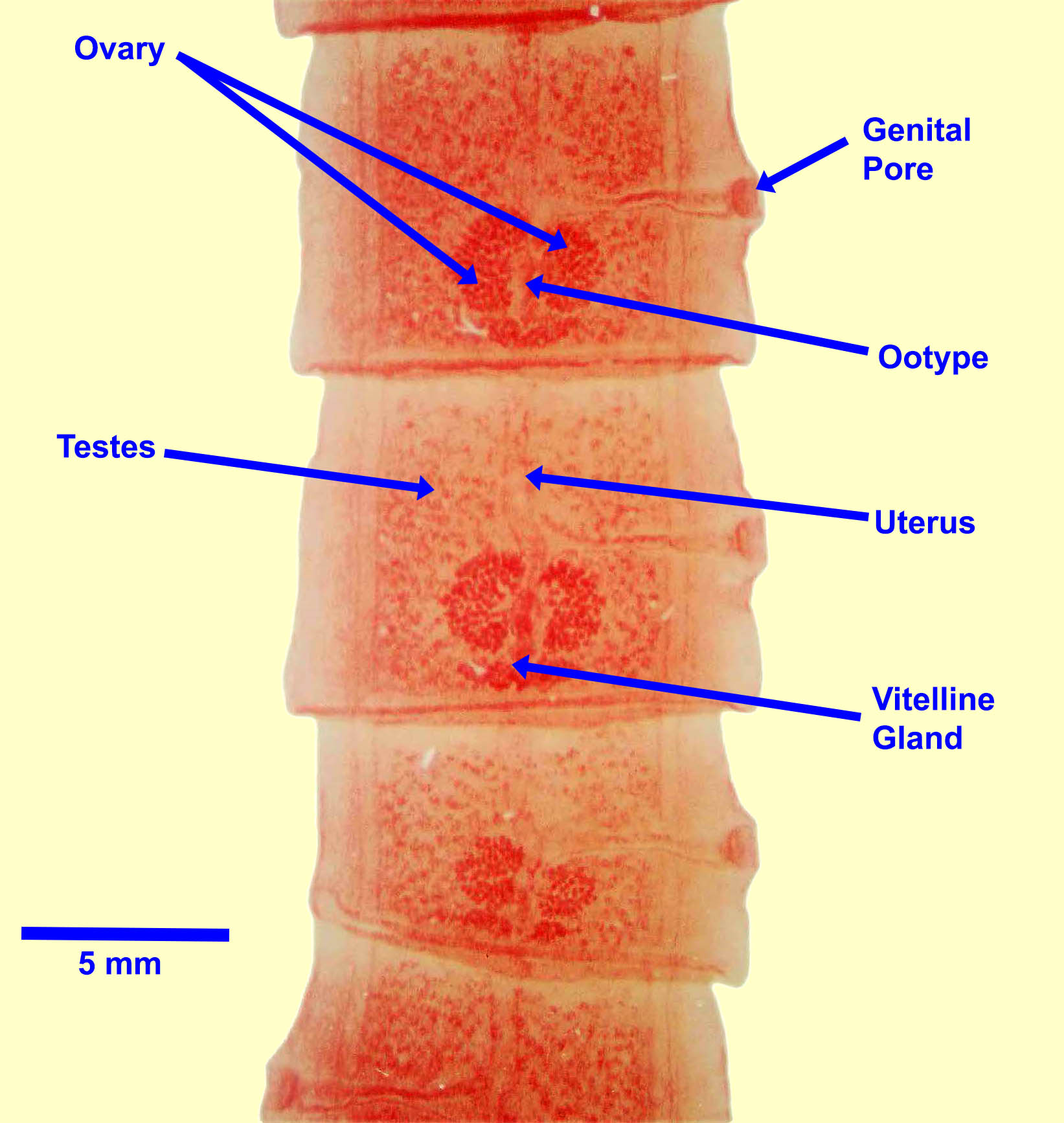 taenia-mature-2021.jpg