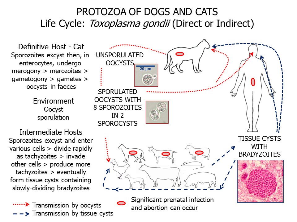 toxoplasma life cycle