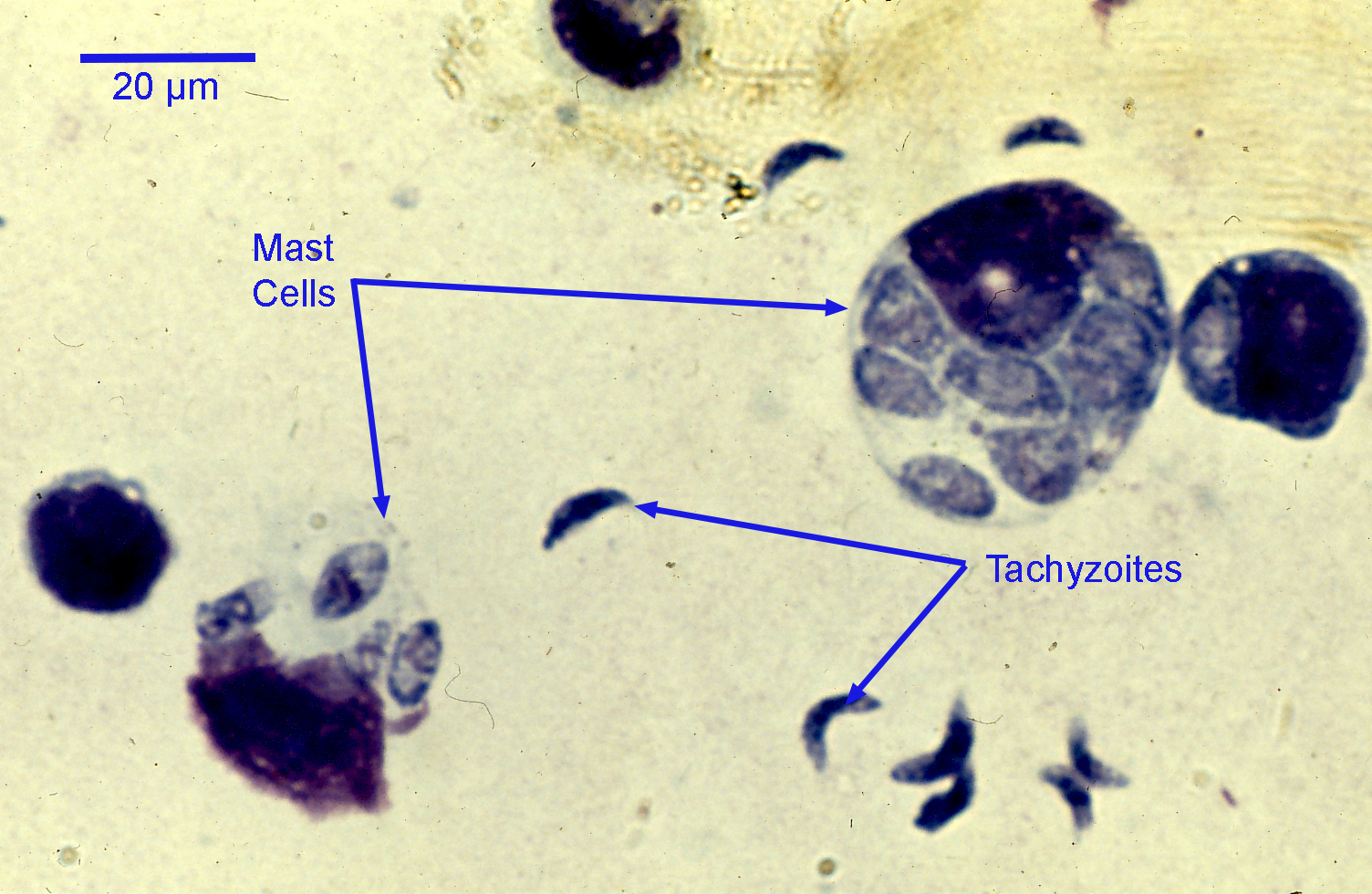 Toxoplasma Gondii Oocyst