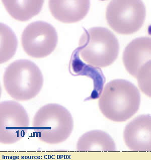 trypanosoma cruzi epimastigote