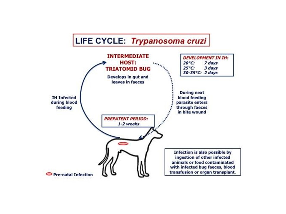 Trypanosoma cruzi - Learn About Parasites - Western College of Veterinary  Medicine - University of Saskatchewan