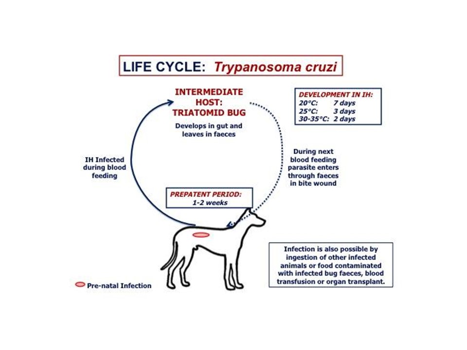 trypanosome life cycle