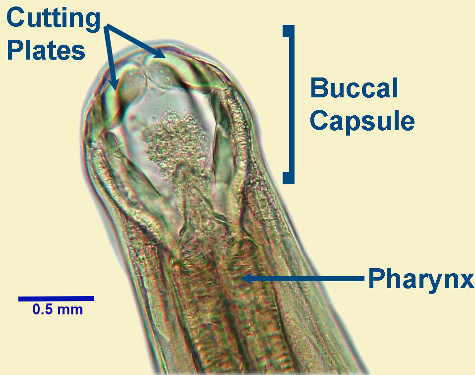 uncinaria-buccal-capsule-l.jpg