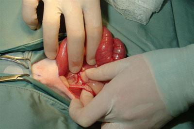 Left Trough with Ovary